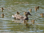 Canards sur le lac